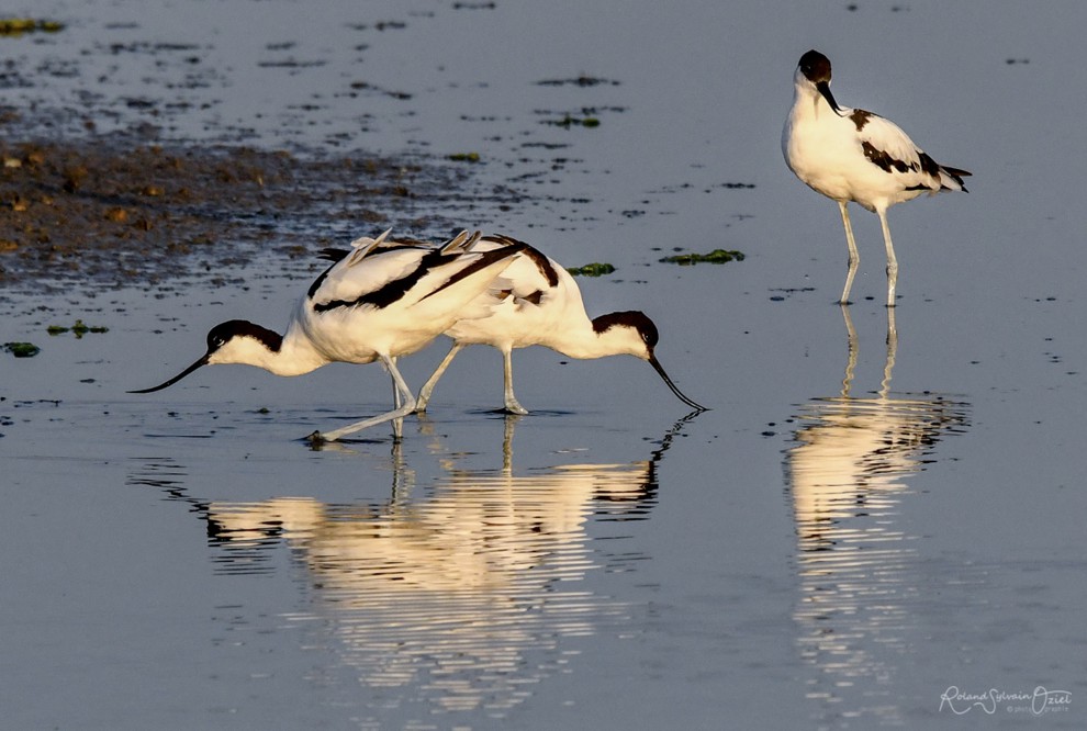 Aigrette garzette dans le marais breton au Daviaud