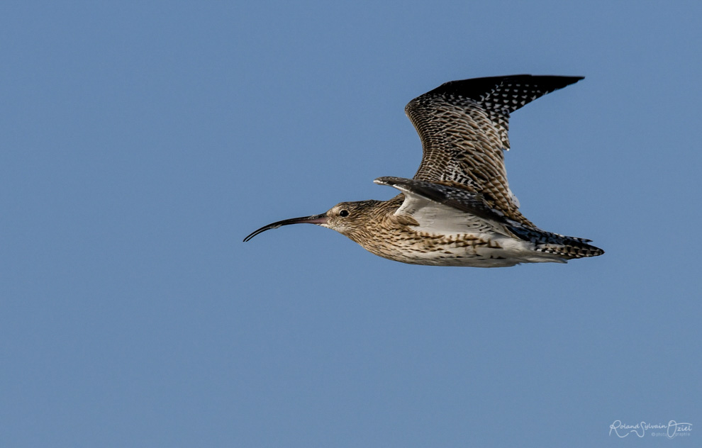 Oiseaux migrateurs se posent en fonction des marées
