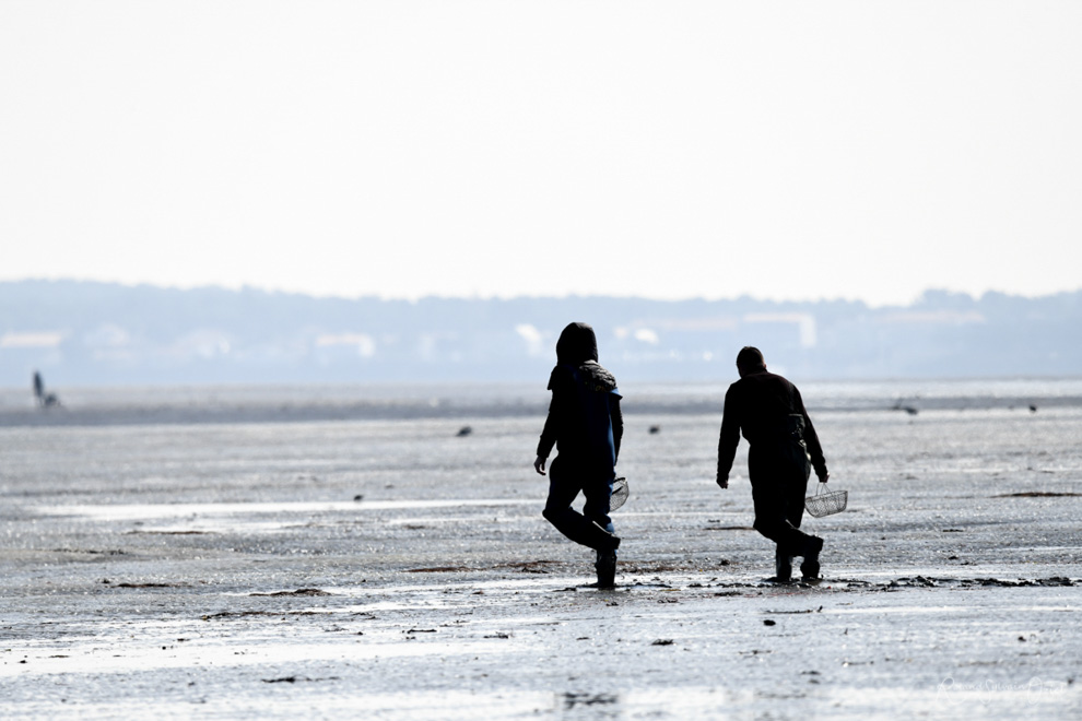 La pêche à pied au passage du gois en Vendée