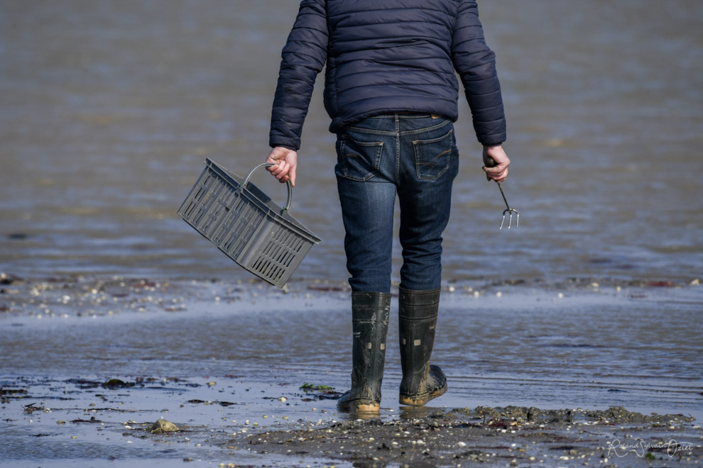 La pêche à pied au passage du gois pour ramasser des palourdes