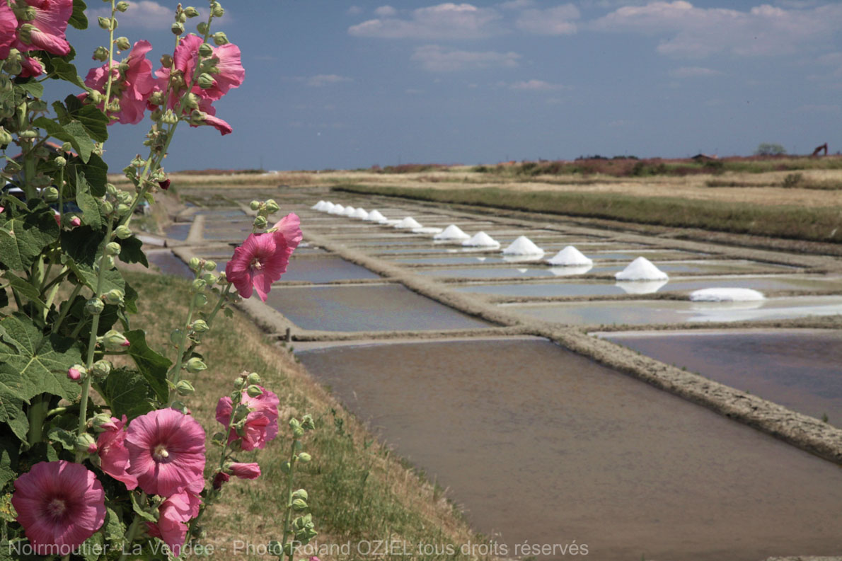 Marais salants de Noirmoutier