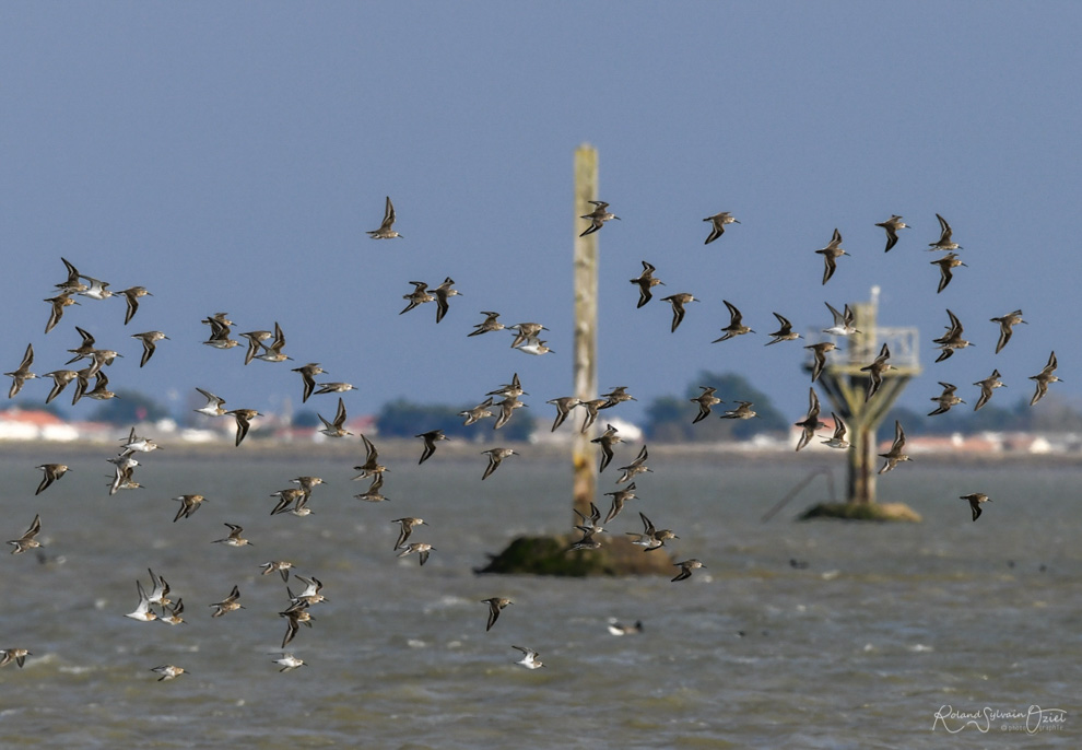 Ballet aérien des oiseaux 