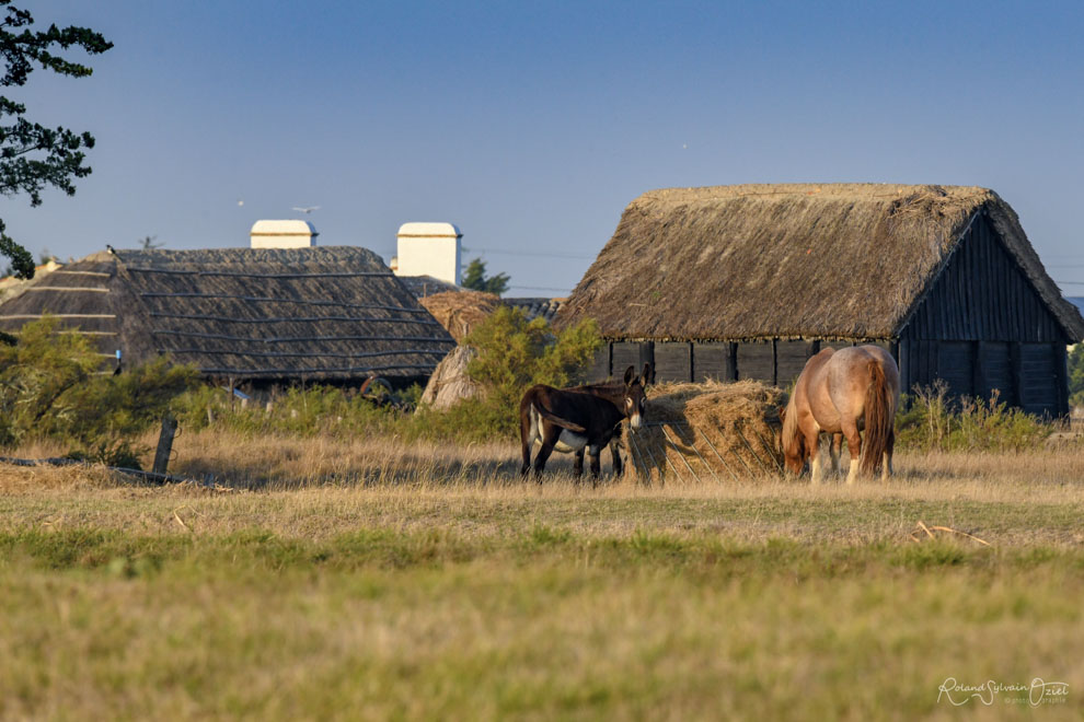 Le Daviaud au coeur du Marais Breton