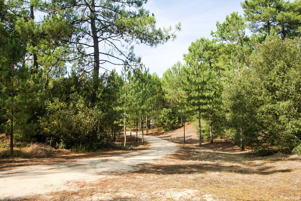 Camping proche de la foret de saint jean de monts en Vendée