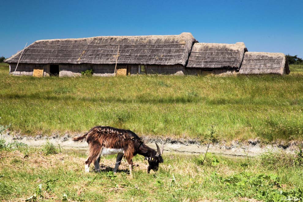 Les animaux de la ferme au Daviaud