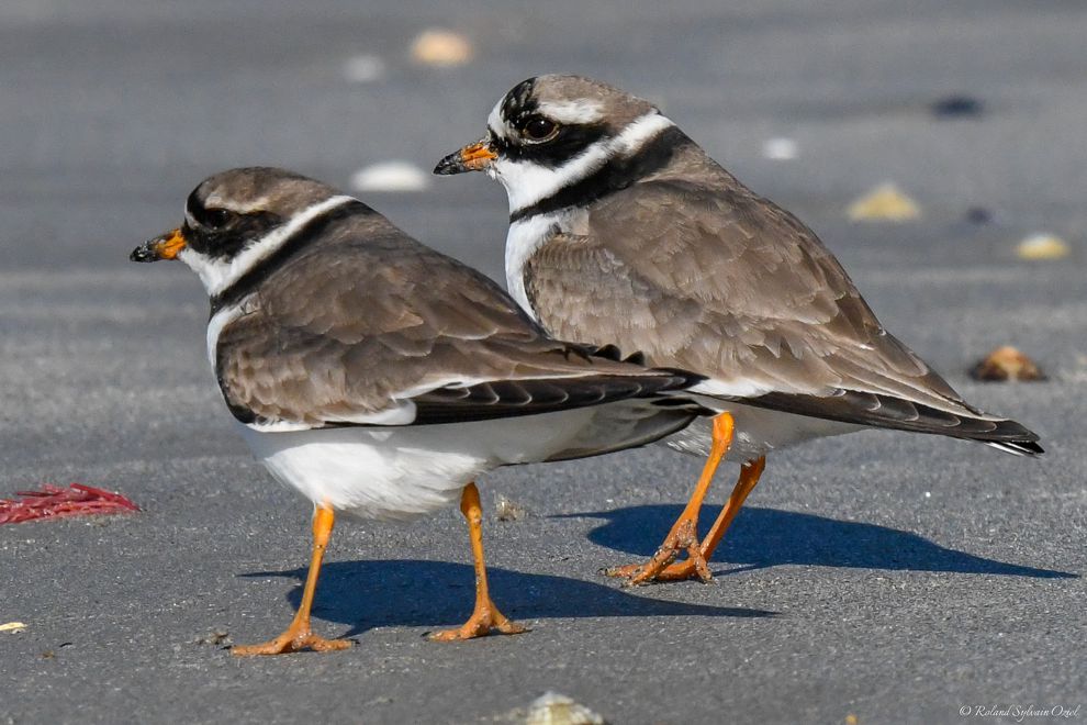 Observation des oiseaux et de la Nature à Noirmoutier