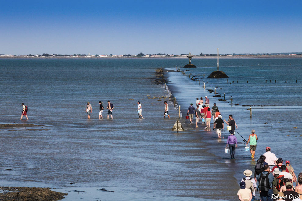 La pêche à pied au passage du gois