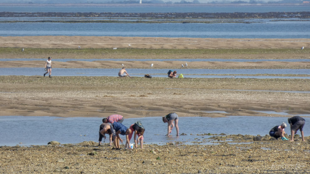 Pêche à pied sur les plages de Noirmoutier